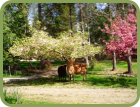 blossom besie.jpg